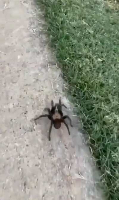 🕷️