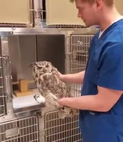 How to put a sedated owl back safely