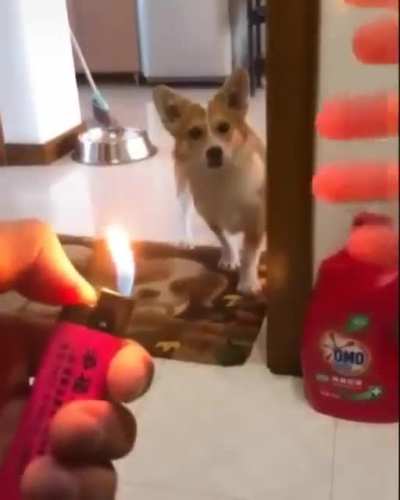 The Corgi &amp;amp; Satan's Hellfire