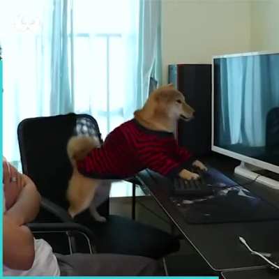 Doggo gets disturbed while playing a video game