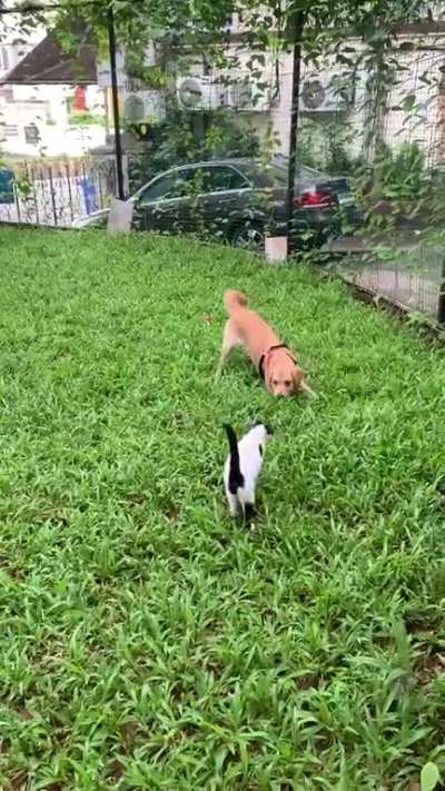 My dog sansa playing with and petting a cat that lives in our building