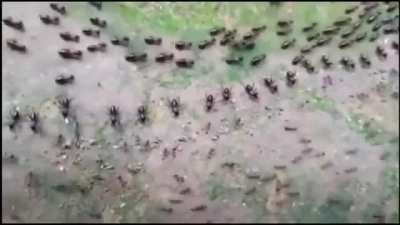 A termite road (above) and an ants road (below) both protected by a row of their soldiers in a confrontation without fighting