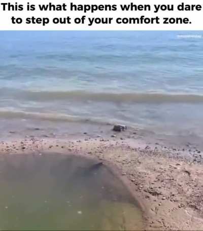 This fish