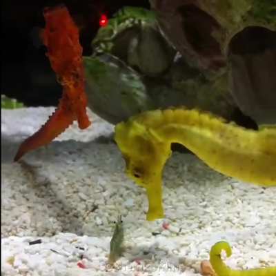 Seahorses staring at a tiny shrimp