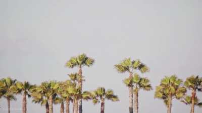 Palm Pliazh