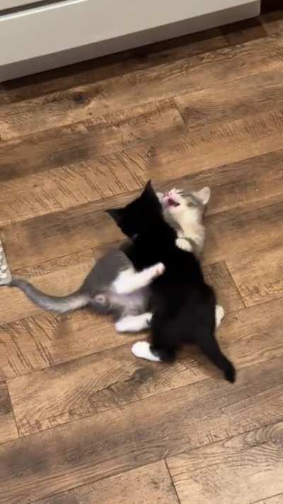 Kitten wrasslin&rsquo;