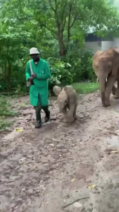 Baby elephant is trying to "be the leader" of the herd