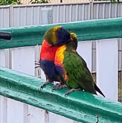 KissyBirbs