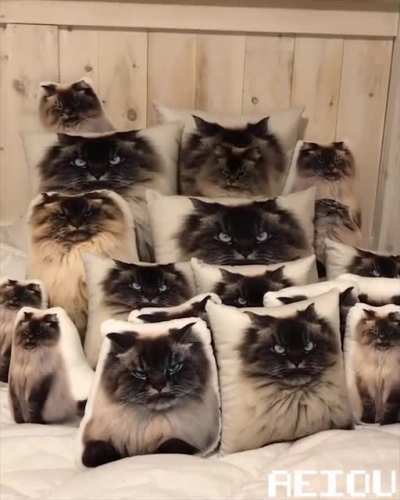 When your pet uses Mirror Image: