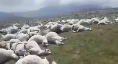 One lightning strike instantly killed 530 sheep. It all happened in Georgia on Mount Didi Abuli, lightning killed all the sheep at once on the pasture. The shepherd lost consciousness, but remained alive.