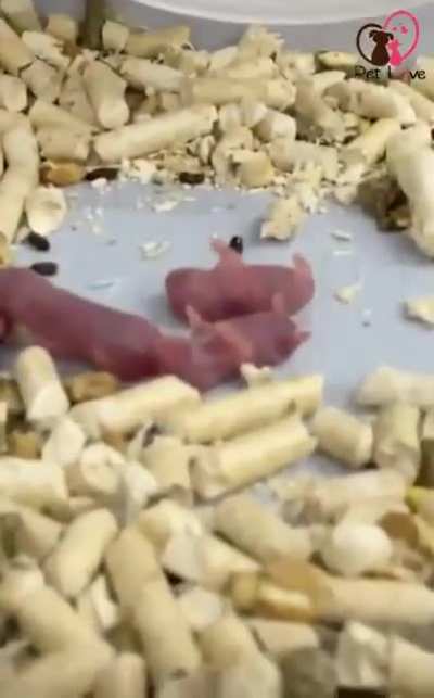 Feetus deletus