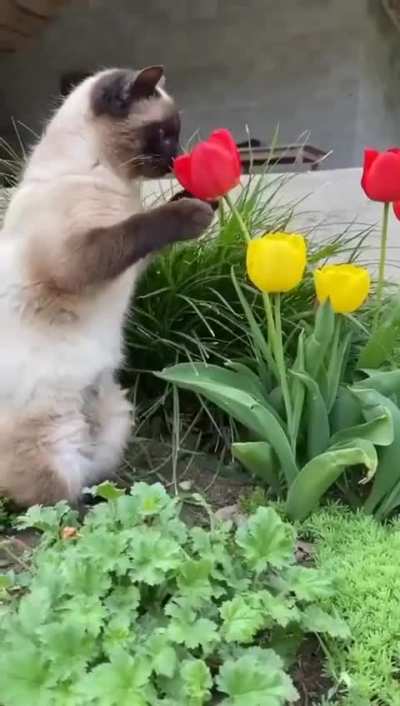 I&rsquo;m not a bee but I like flowers too