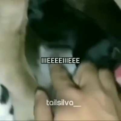 Olha u maskeiko