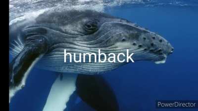 top five whales