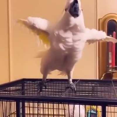 I will never tire of birds interpretive dancing