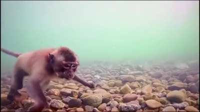 fish monke