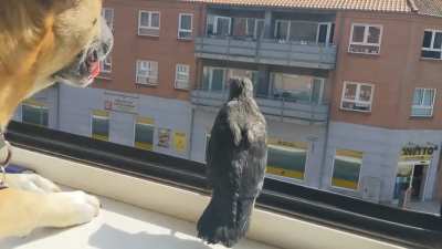 Gave this dehydrated crow some water and let it stay the night in my apartment. My dog likes his new friend