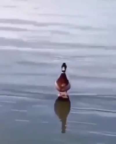 Yisus Duck no puede matarte, el no existe....