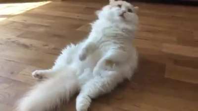A cat who suddenly runs out of battery