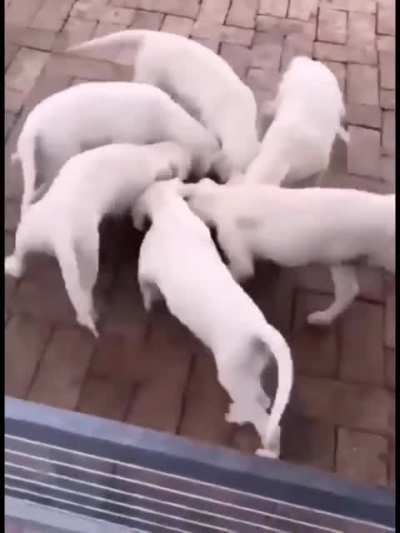 Spinning Dogs