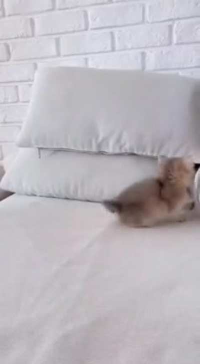 kItTEN geTs smAshEd By gIGantIc roCK