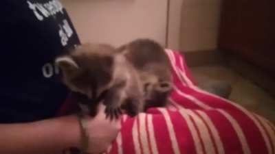 Just playing with some CUTE baby raccoons before their baths.