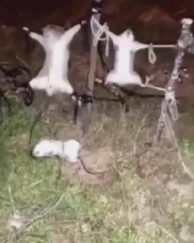 Rat BDSM? 😳