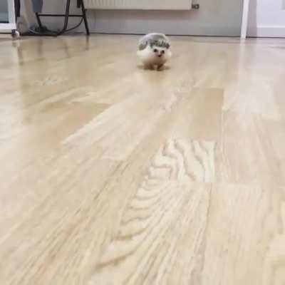 Lil paws, adorable run ^.^ - from the law