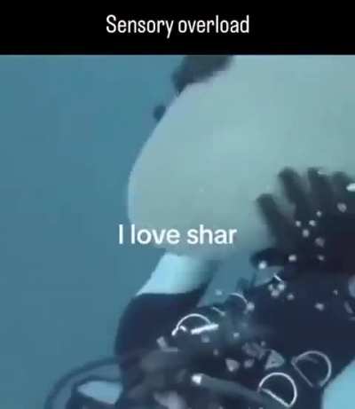 Shar :3