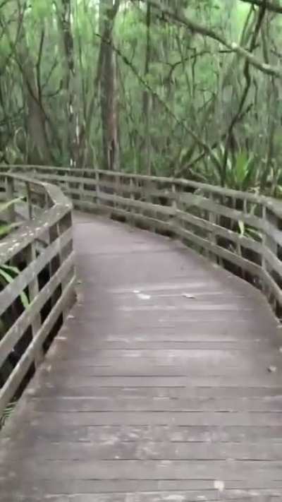 WCGW while strolling around the bushes