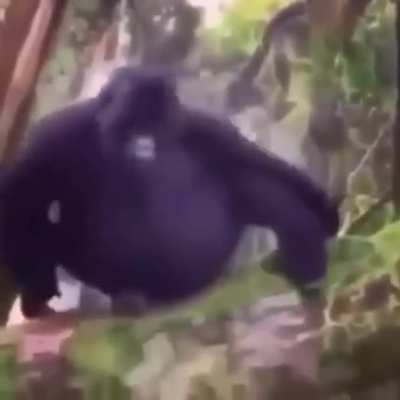yay fat monke