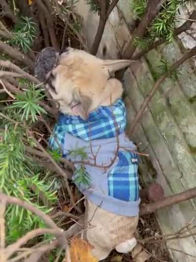 Worlds dumbest dog found after frantically searching for an hour&hellip;