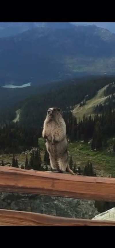 Hey There Little Guy-
