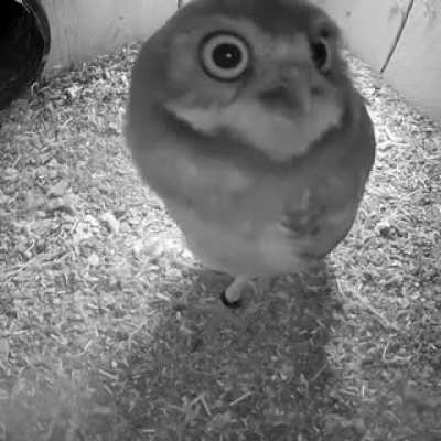 Owl Awareness season...