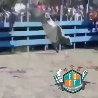 Karat&eacute; cow