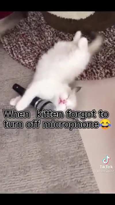 Cat meet microphone