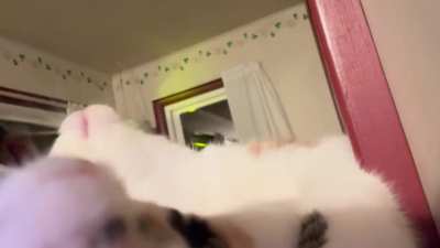 Kitten Nugget (like chicken nugget I promise she&rsquo;s a food) likes being played like a piano