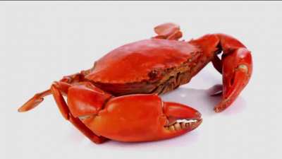 Crab.