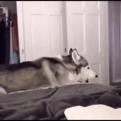 "Dog.exe speaking the language of the gods" - 9gag