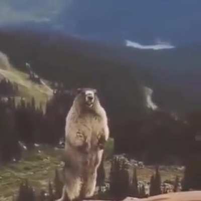 what is it