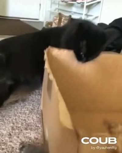 Кот психанул