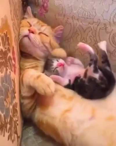 MEOW😍IRL