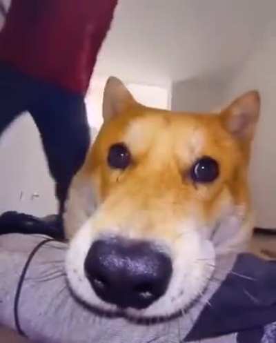 Doggo pro