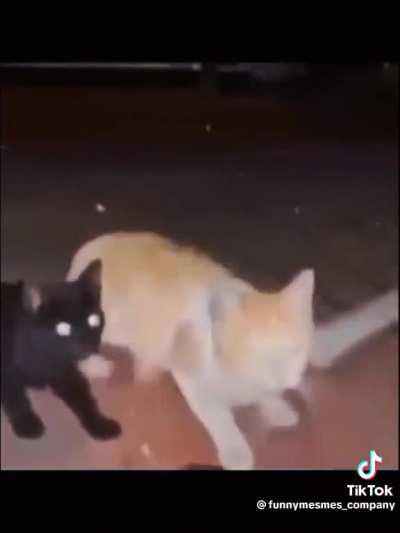 Coitado do gato 