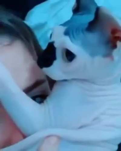 What the cat doing?