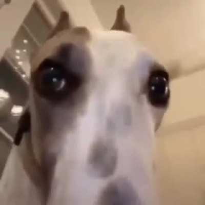 Hola