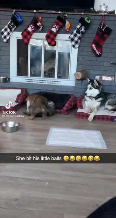 Well that&rsquo;s one way of castrating a dog