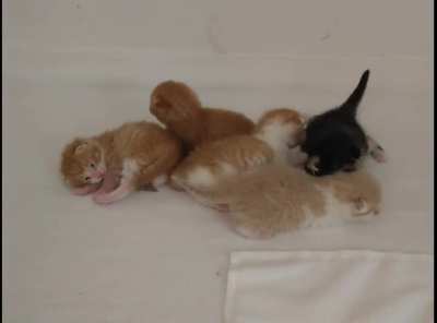 My pile of cuteness