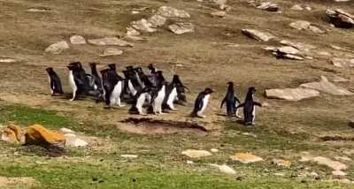 pinguim desatento
