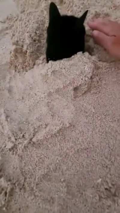 Cat gets buried in sand